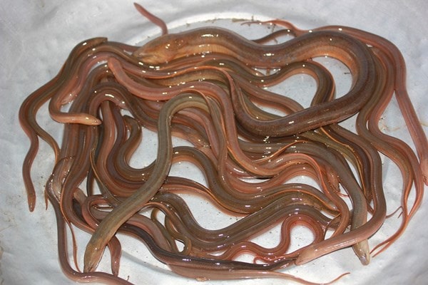 Tại sao lươn cái biến thành lươn đực